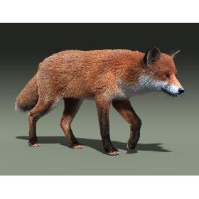 Red Fox(FUR)(RIGGED)